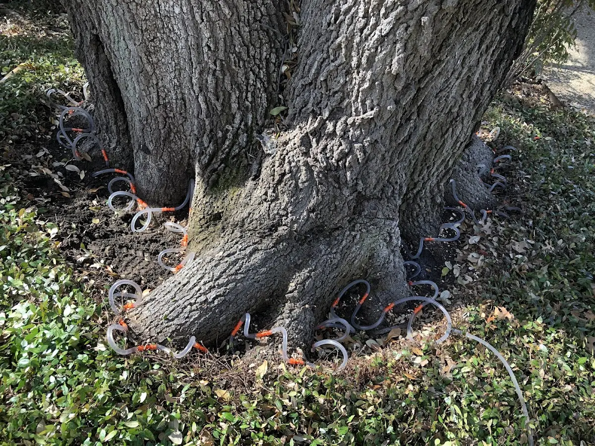 Detailed Tree Cabling and Bracing job site in Sarahsville