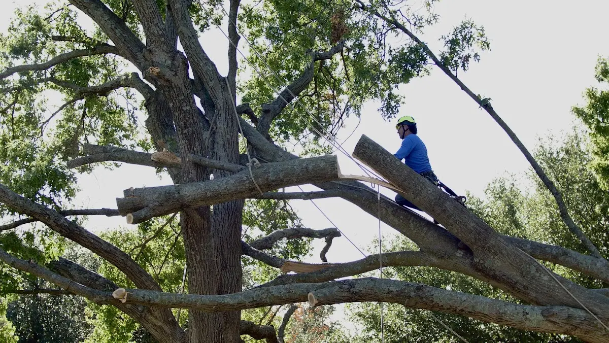 Professional Hazardous Tree Removal performed by certified arborists in Sarahsville