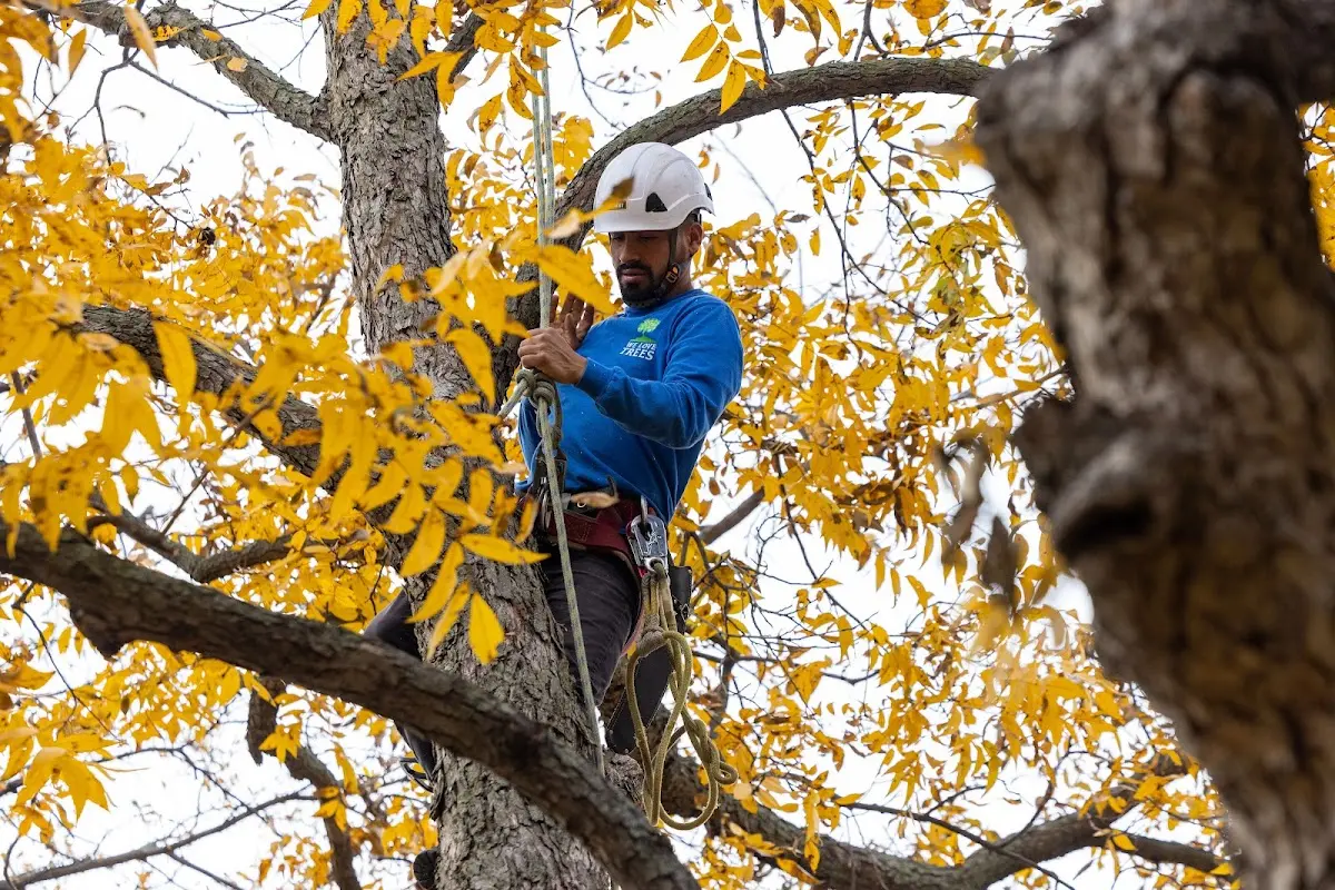 Skilled Storm Damage Cleanup crew working in Sarahsville