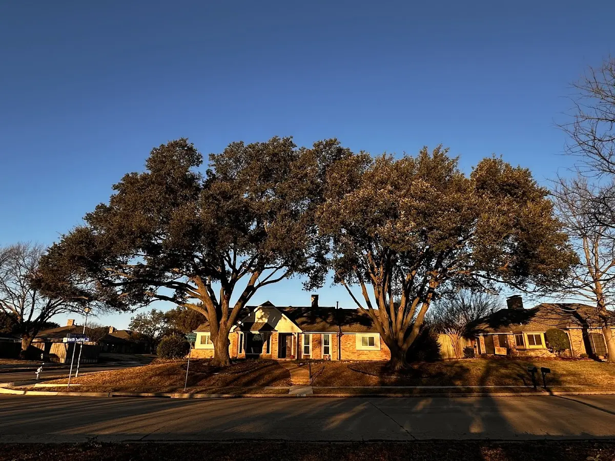 Established residential canopy tree shading a home in Sarahsville